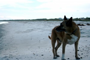 Best Dog in the World