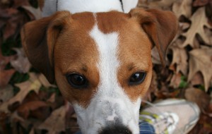 Leaf Dog