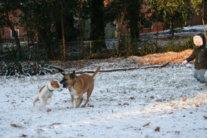 Frolicking
