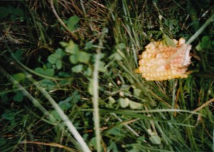Corn Cob