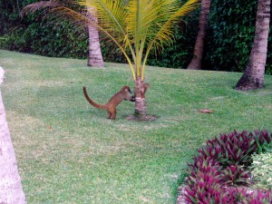 Little Coati dude. These are all over the resort and, of course, I got total Coati Tourette's whenever I saw one.