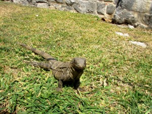 These guys crack me up. They are EVERYWHERE at Tulum, just hanging out. Very funny. 