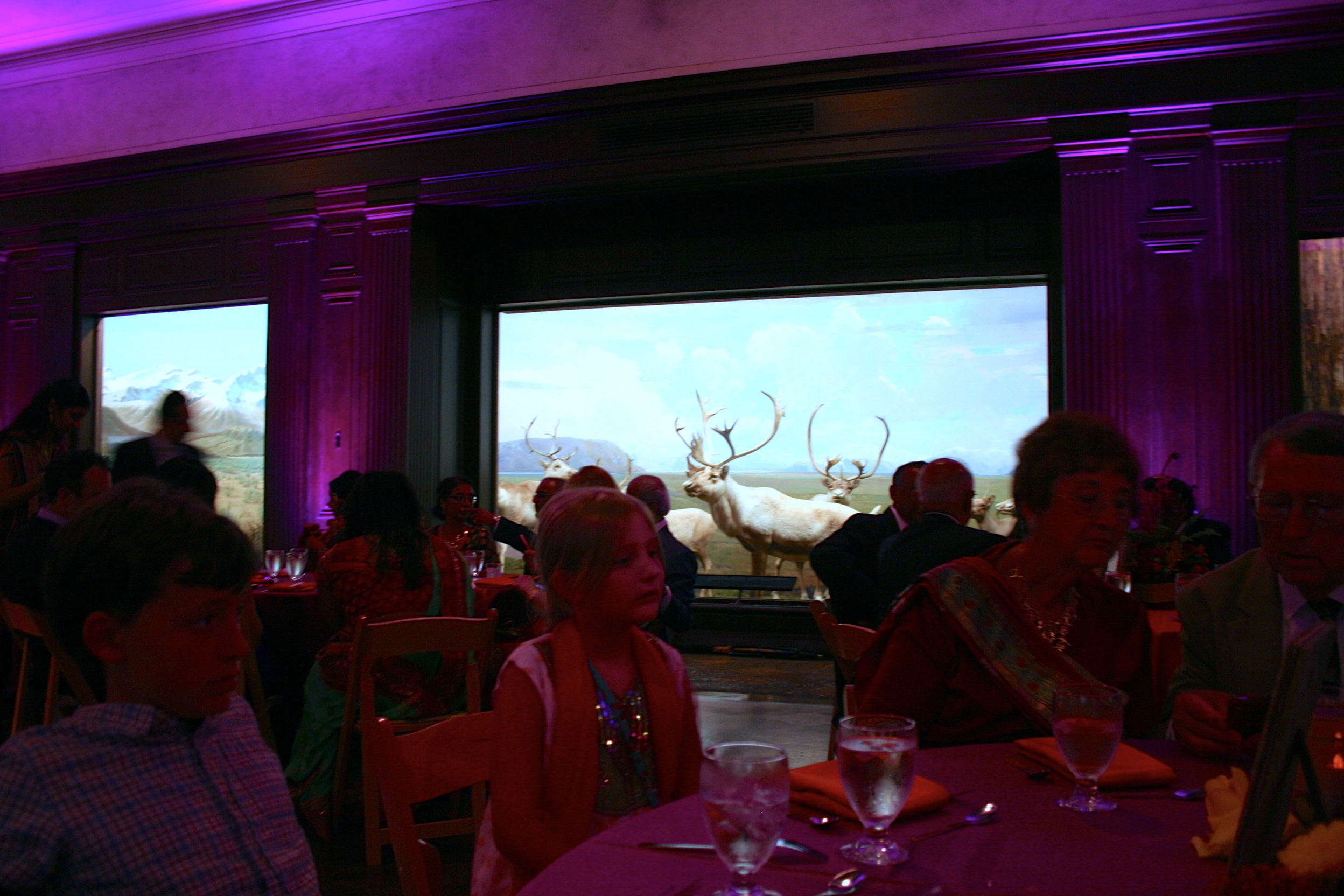 Loved the contrast of people sitting around eating amazing Indian food while the dioramas of wild animals were all around. Photos didn't do it justice.